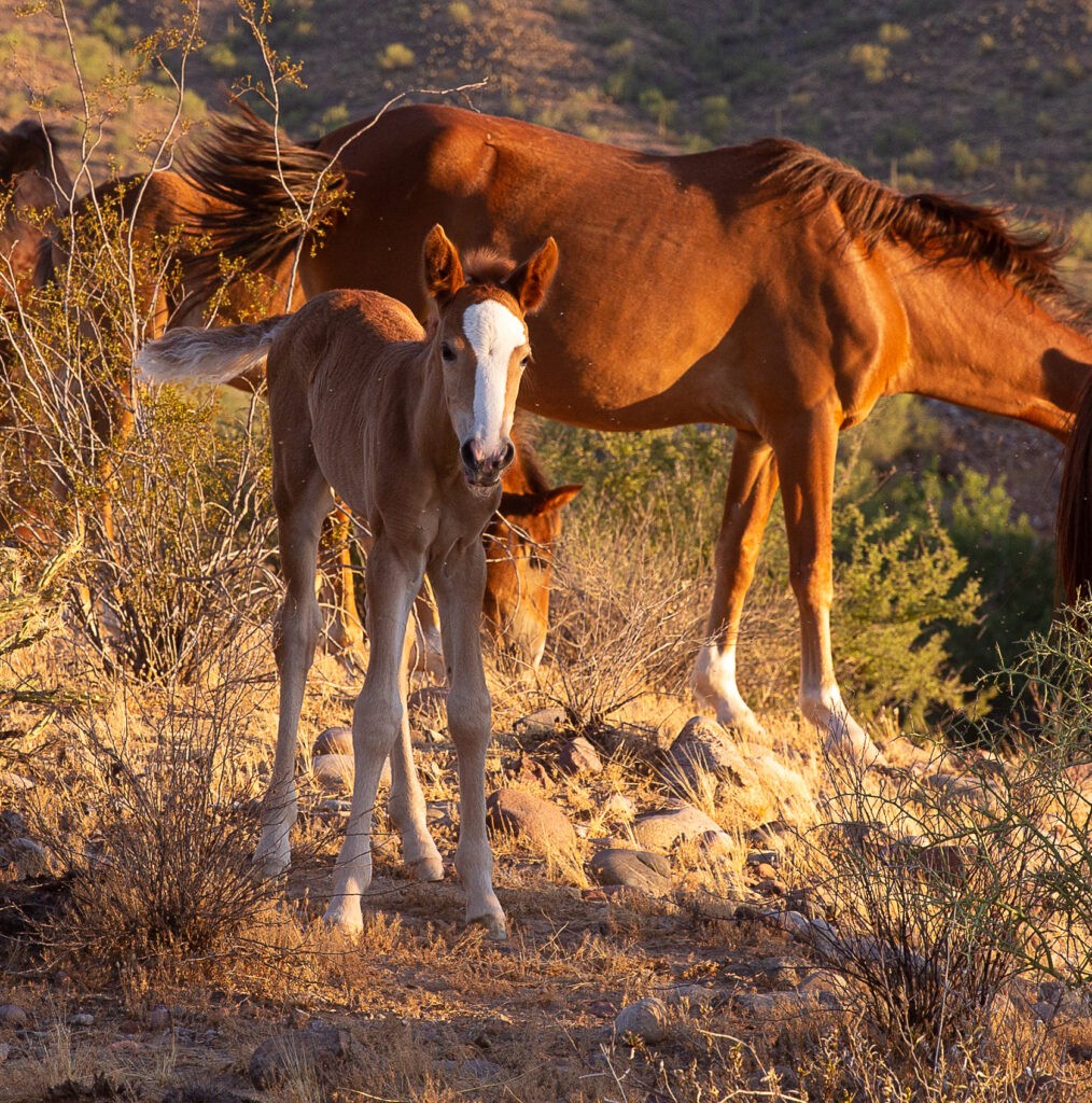 Salt River Wild Horses