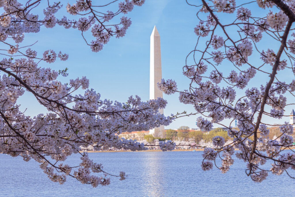 Cherry Blossoms in DC